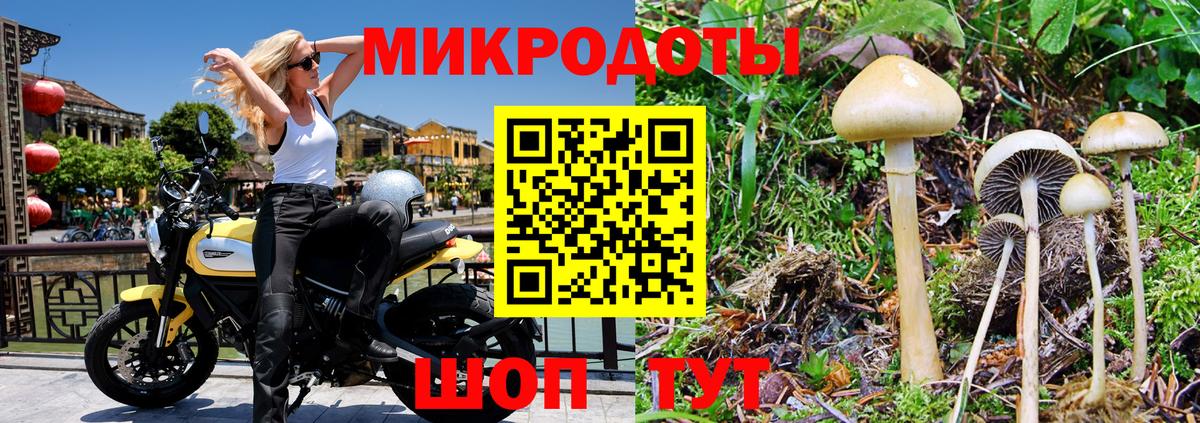 Псилоцибиновые грибы Psilocybine cubensis Удомля